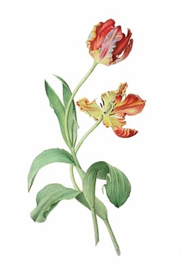 ac7c60b065b7eb3d15868567ffe05fd2-parrot-tulips-art-exhibitions