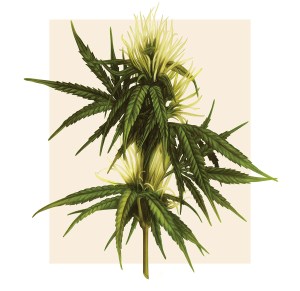 b8975938009975-57548b8650c7d