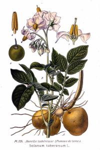 dd9b095dbd5aa5565d2f7cfbba8ad52f-potato-print-botanical-illustration